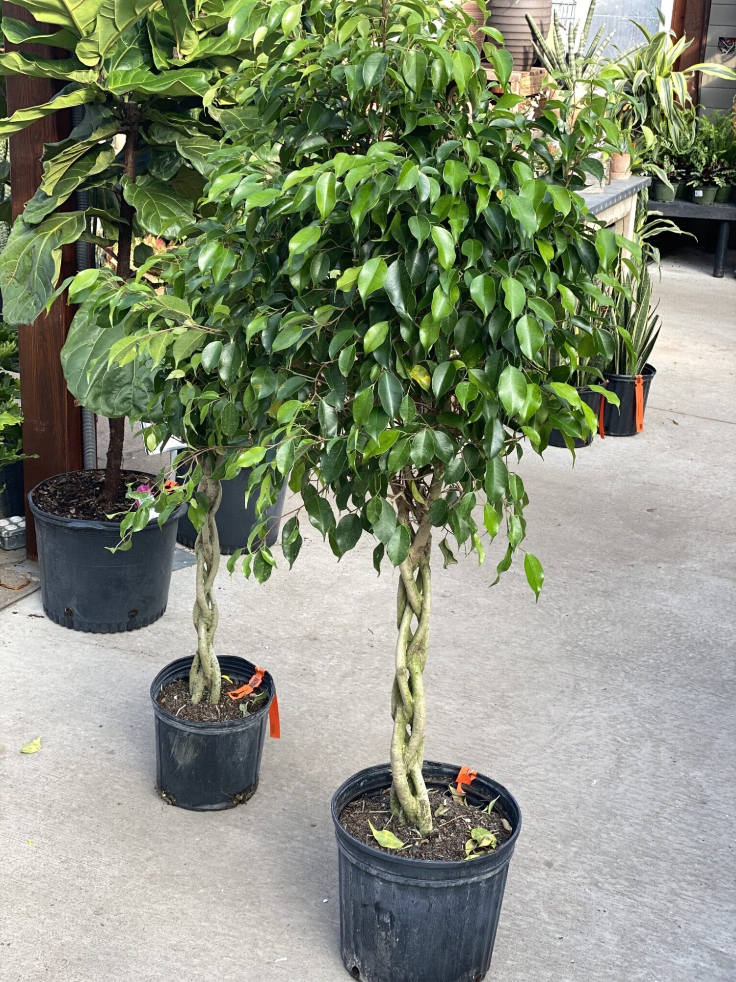 Ficus Benjamin