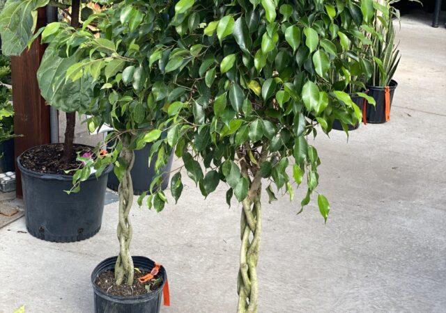 Ficus Benjamin