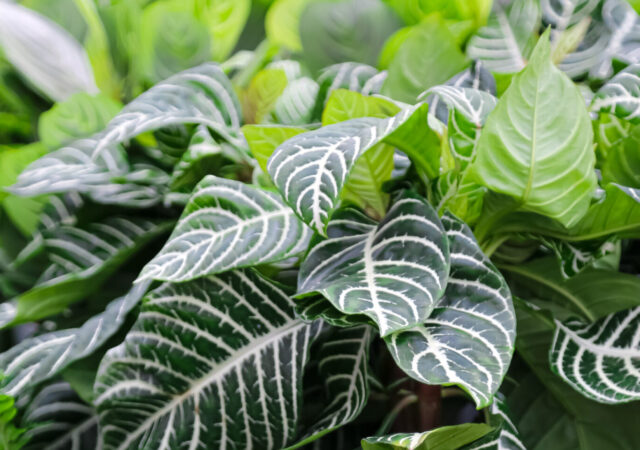 varied houseplants