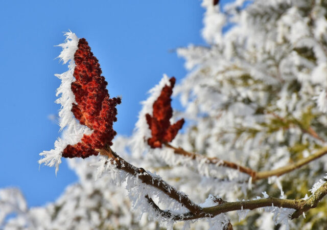 Winter Sumac branches