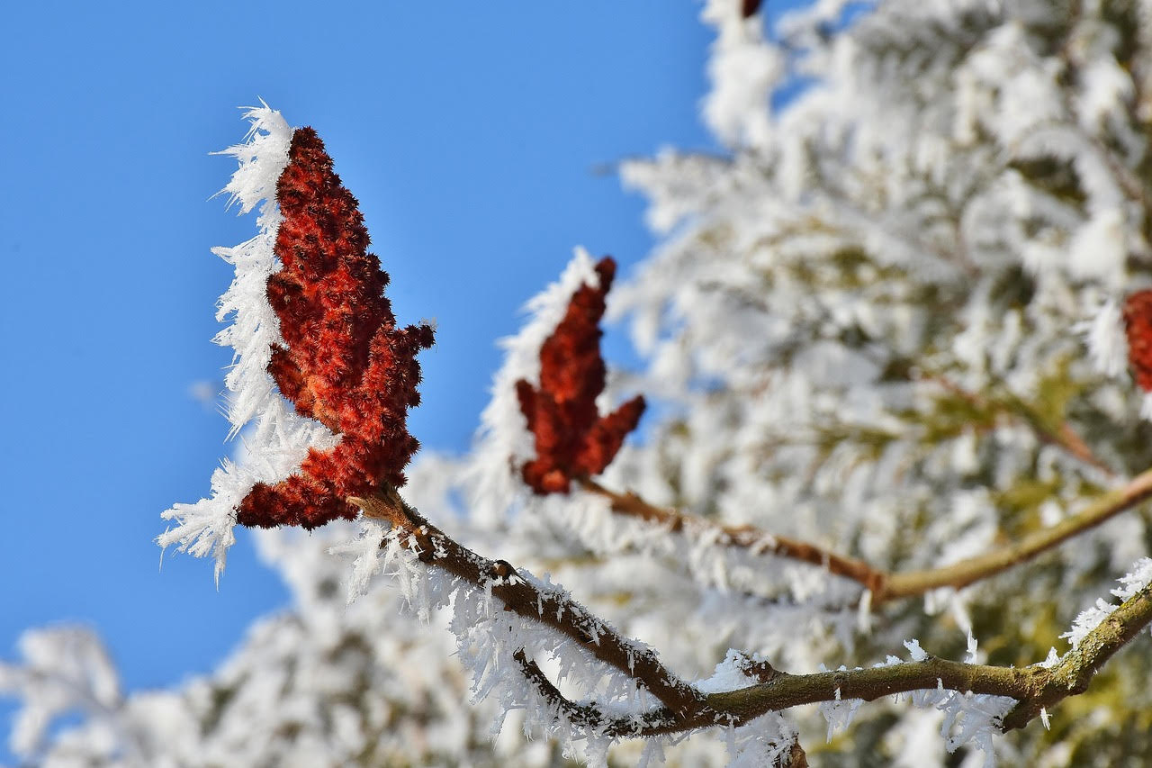 Winter Sumac branches