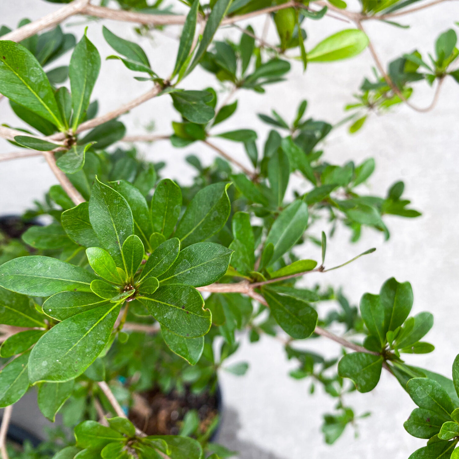 shady lady olive tree