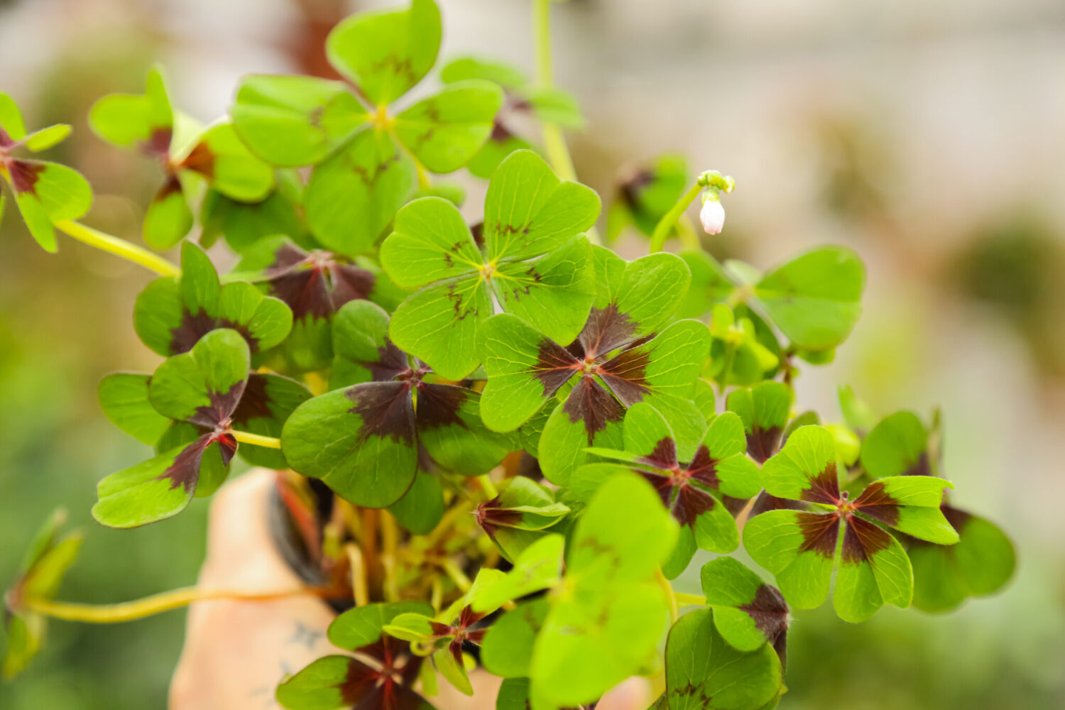 Oxalis tetraphylla 'Iron Cross' (Good Luck Plant)