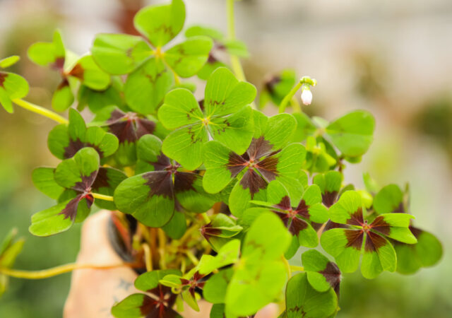 Oxalis tetraphylla 'Iron Cross' (Good Luck Plant)