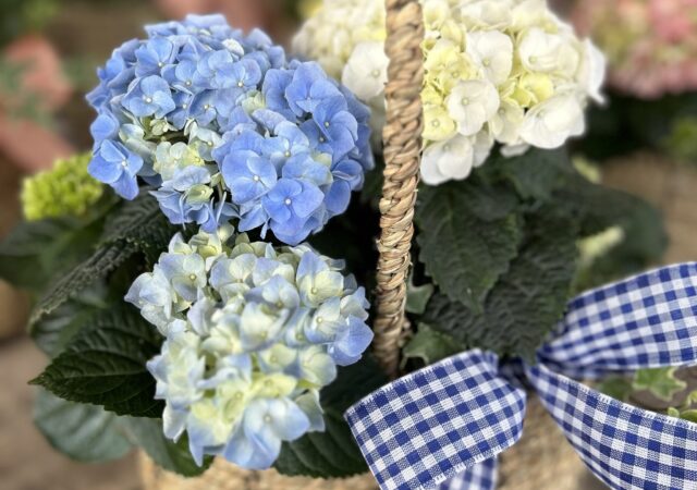 Blooming Basket Care