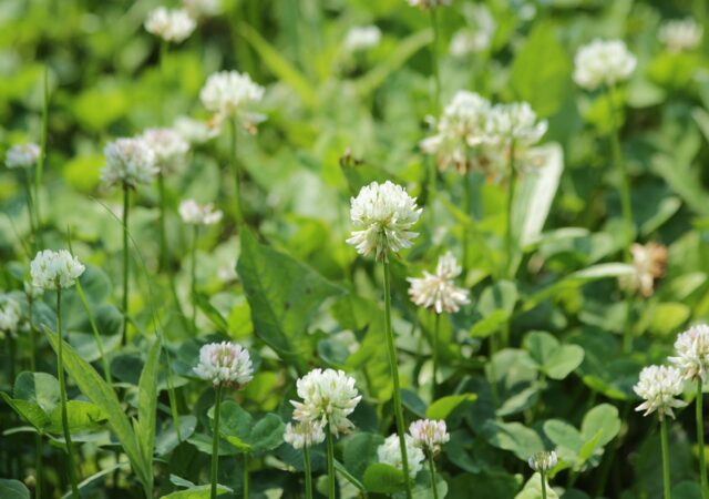 alternative grasses, white clover