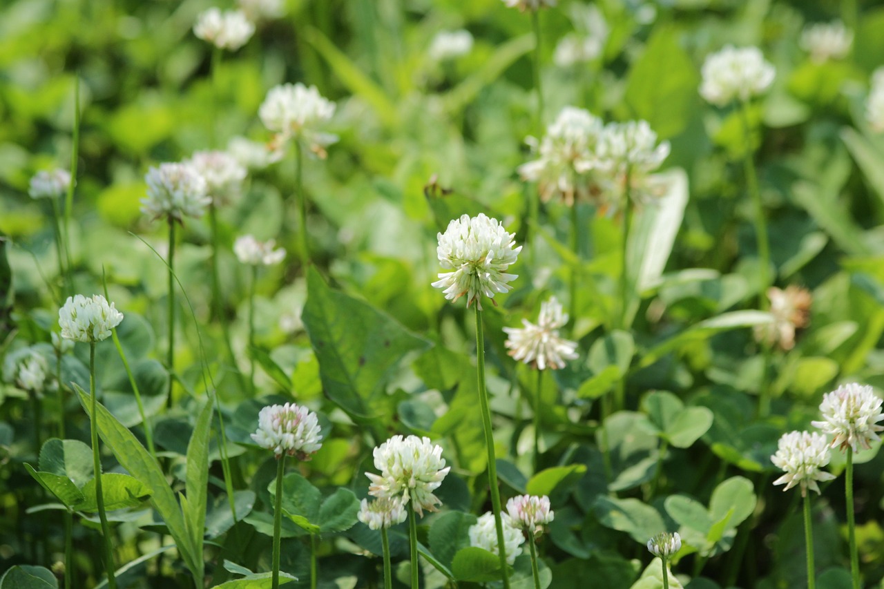 alternative grasses, white clover