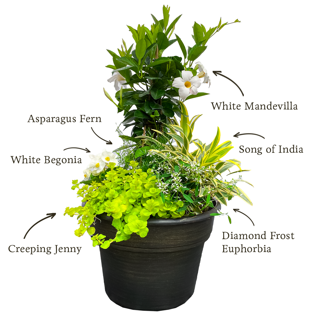 summer sun container garden recipe
