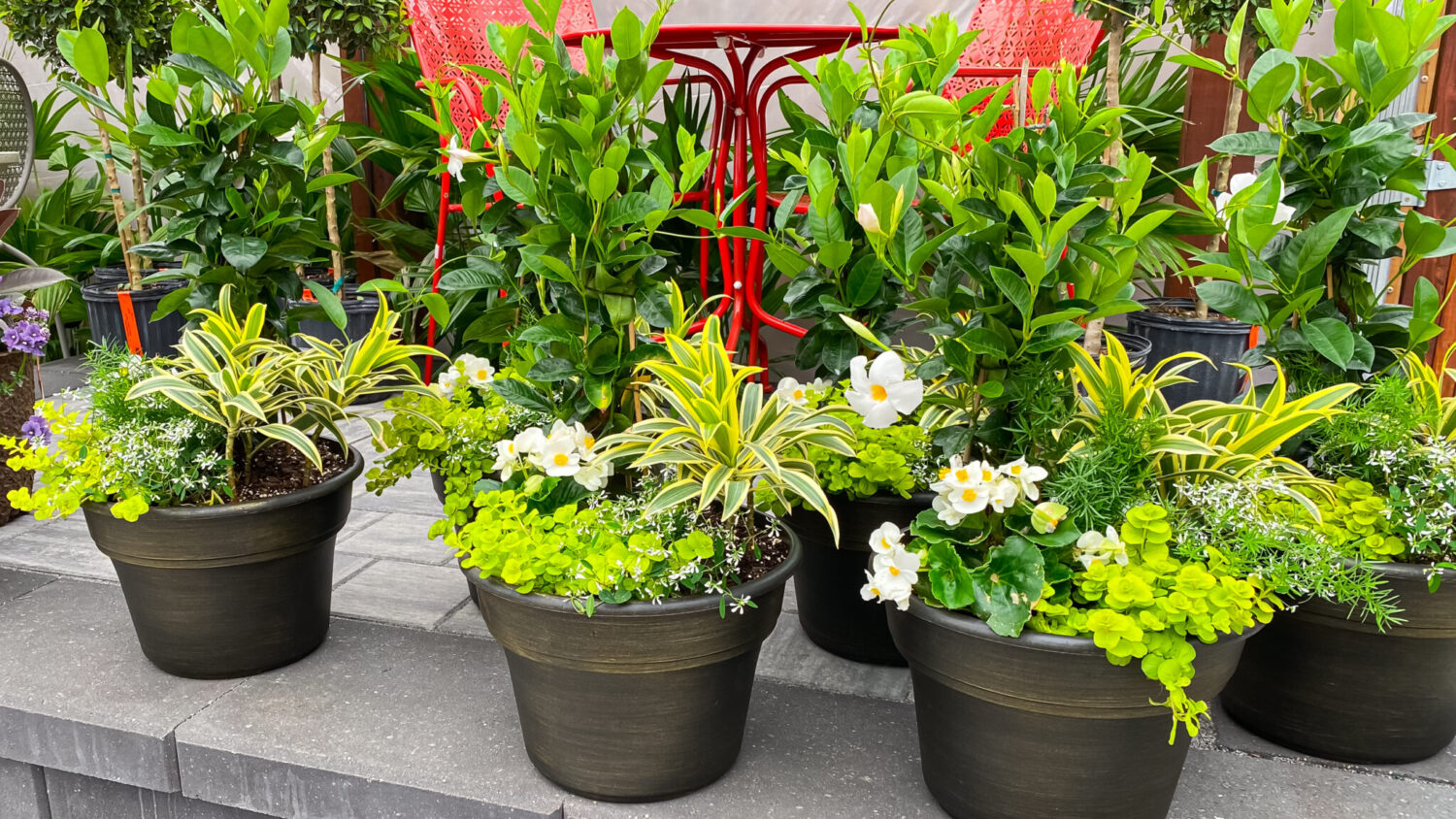 summer sun container garden recipe
