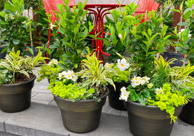 summer sun container garden recipe