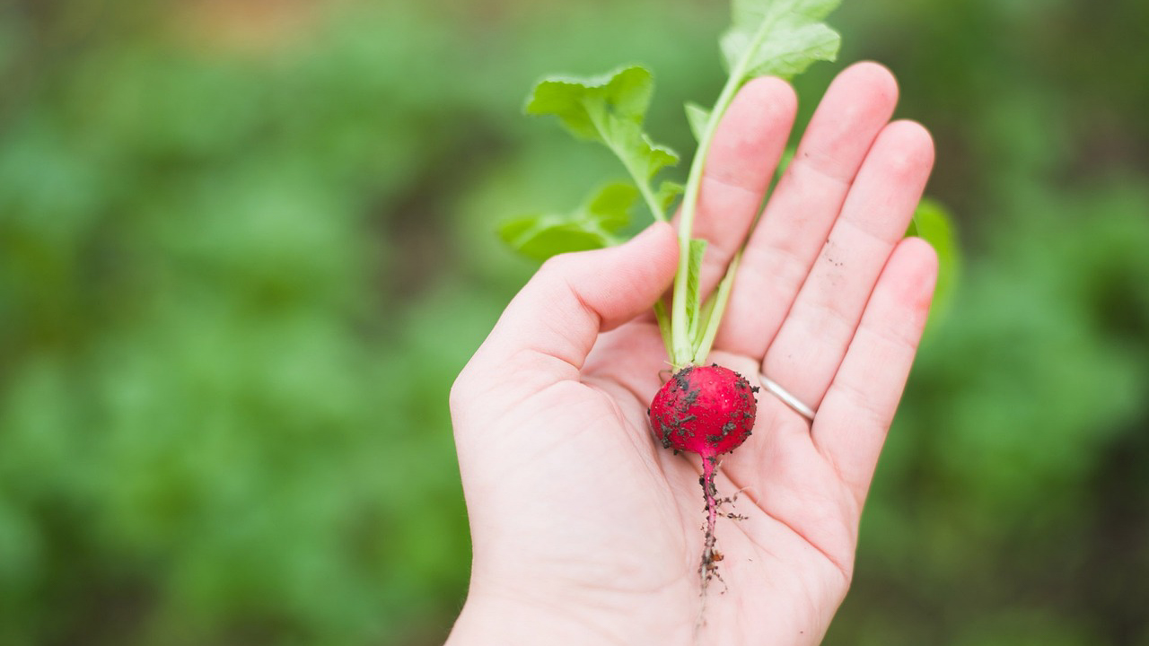 victory garden
