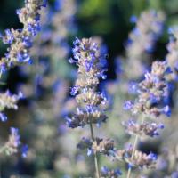 cabin perennials, sun perennial