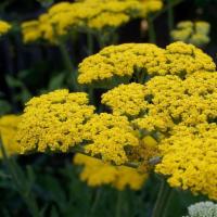 cabin perennials, sun perennial