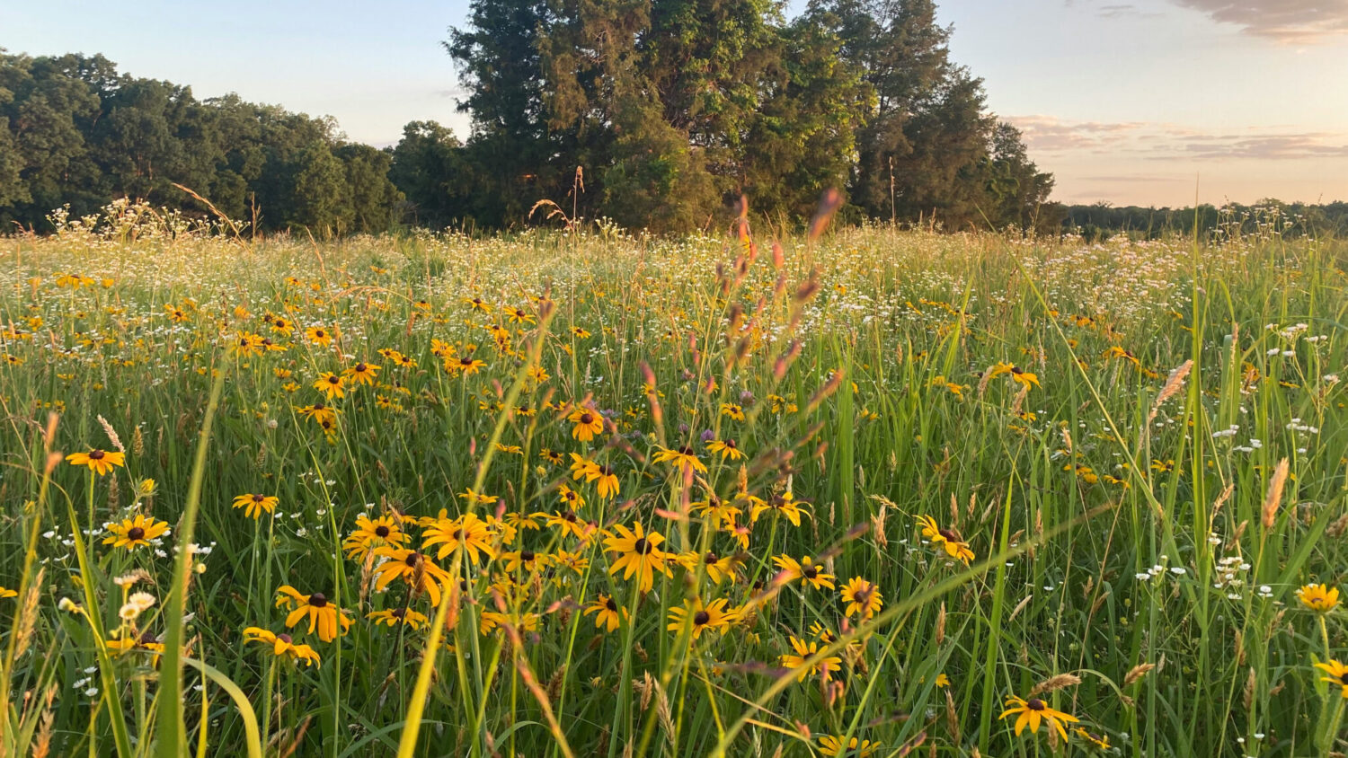 native plant sale, perennials, grasses, shrubs