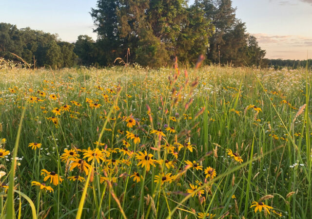native plant sale, perennials, grasses, shrubs