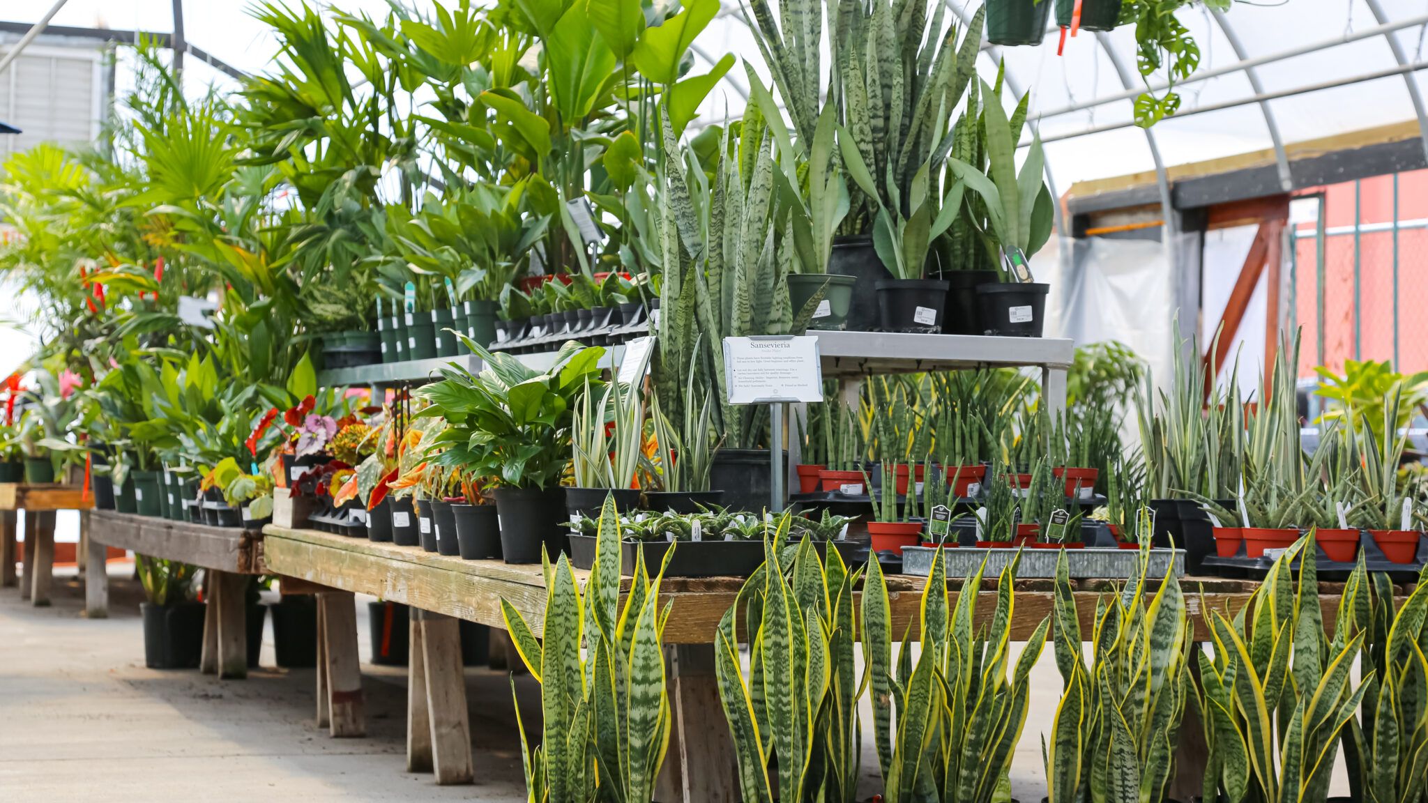 in store display, houseplants, snake plants, plant store