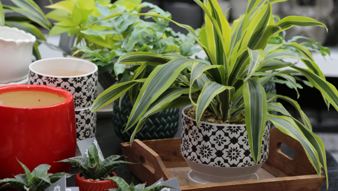 potted houseplants