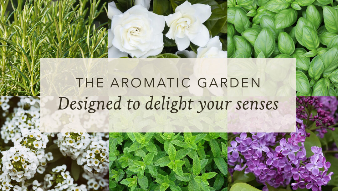 aromatic garden design, herbs, annuals, perennials 