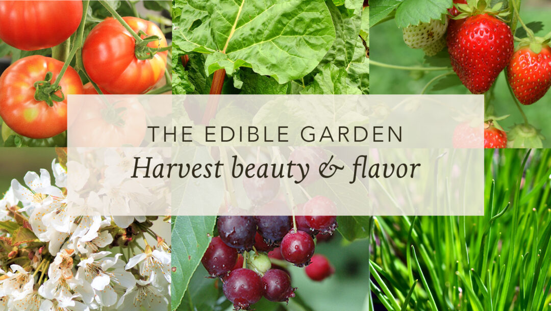 garden design, garden plan, inspiration, edible garden, perennials, annuals, trees, shrubs
